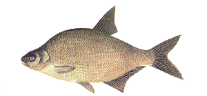 fish identity chart fish identity chart
