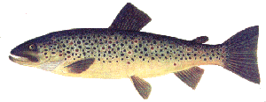 Brown Trout