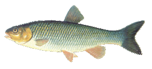 fish identity chart fish identity chart