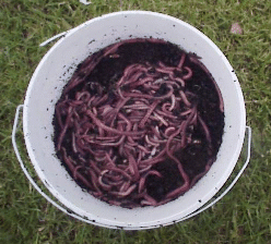  A bucket of lively Dendrobaena