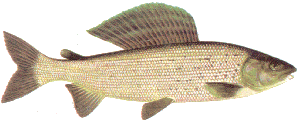 Grayling