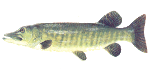 Pike