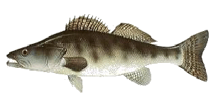 fish identity chart fish identity chart