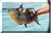 Triggerfish