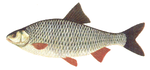 fish identity chart fish identity chart