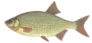 fish identity chart fish identity chart