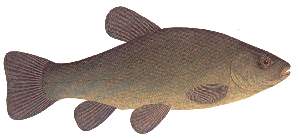 fish identity chart fish identity chart